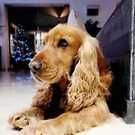 Bed & Breakfast Sherlock's - 3*