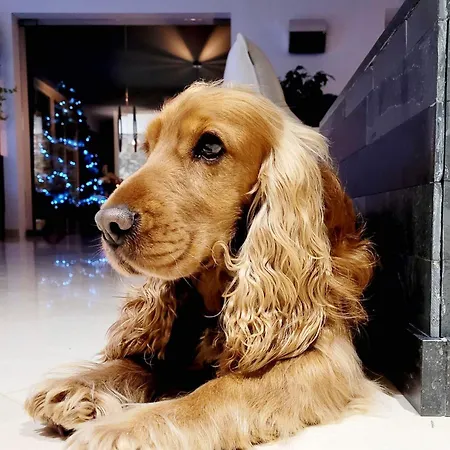 Bed and Breakfast Sherlock's - 3*