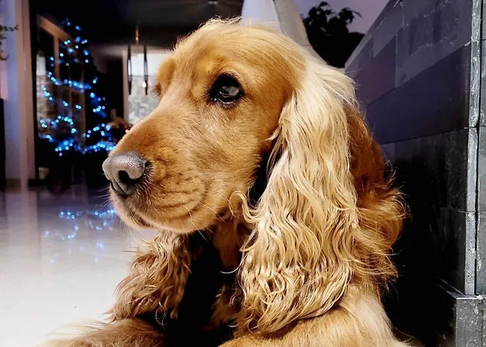 Bed & Breakfast Sherlock's - 3*